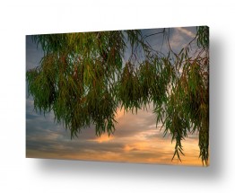 טניה קלימנקו טניה קלימנקו - צילום טבע - רקע | אקליפטוס על רקע השמים