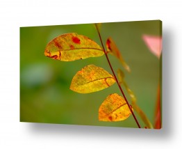 עצים שלכת | צבעי הסתיו