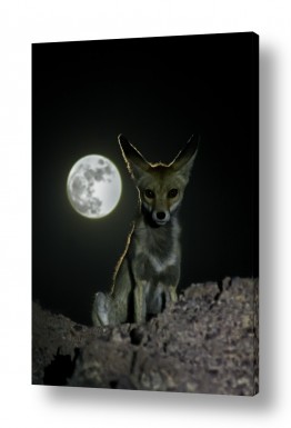 צילומים צילומים בעלי חיים | שועל לאור ירח