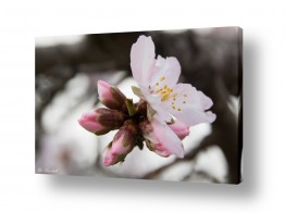 טבע Nature אביב ופריחה  Spring and blosso | פרח השקד