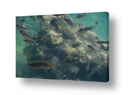 צילומים צילום תת-מיימי | דגים