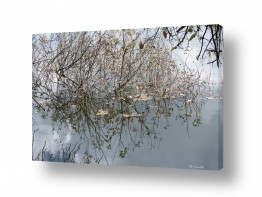 צילומים אורי לינסקיל | עלים במים