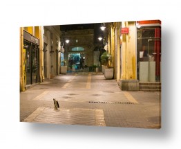 תמונות לפי נושאים רצפה | חתול רחוב