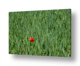 תמונות לפי נושאים דשא | פרג בודד