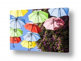 תמונות לפי נושאים טרי | מטריות צבעוניות