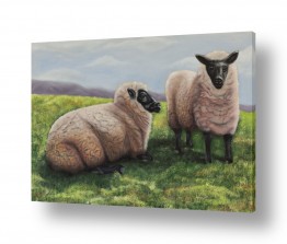 ציורים יואל מרק | כבשים